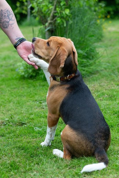 Pension de la Terre du Milieu - photo 3