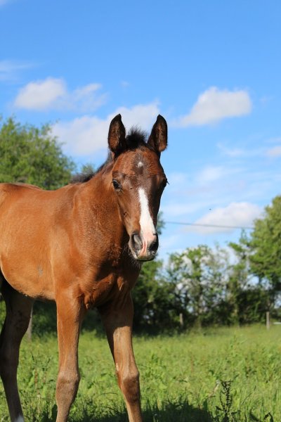 LES ECURIES D'ESPIGAOU - photo 2