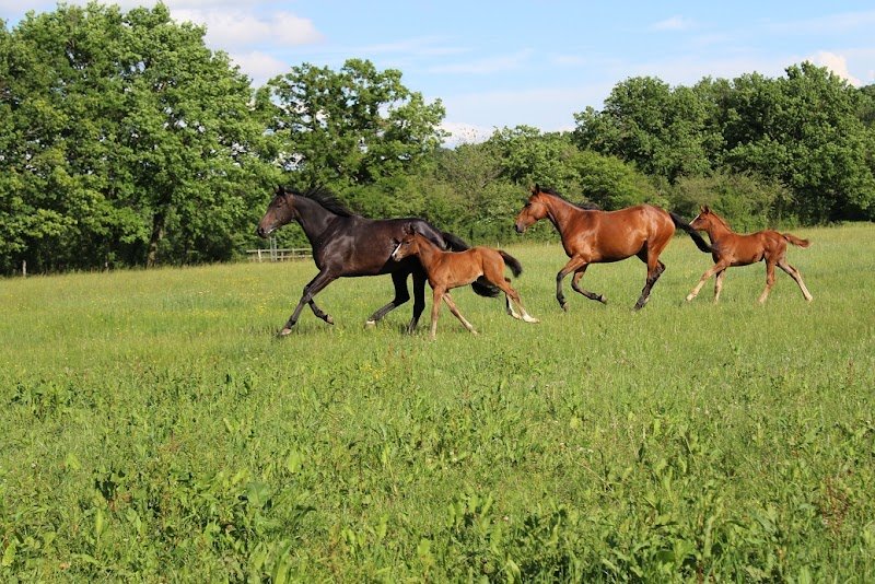 LES ECURIES D'ESPIGAOU - photo 3