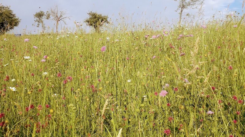 Le Pré Du Roy Écurie De Propriétaires