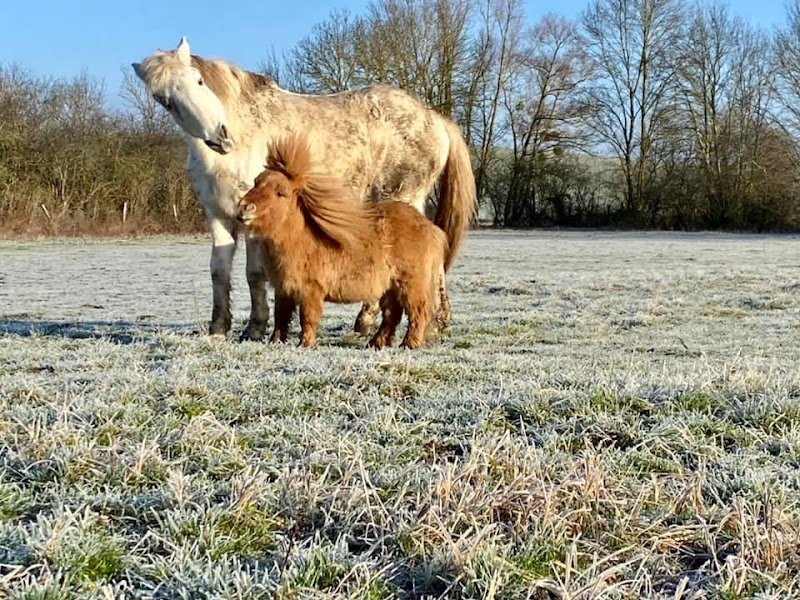 Les Ecuries Du Trian - photo 2