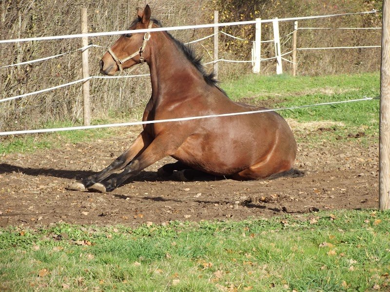 Ecurie Mauvise - photo 1