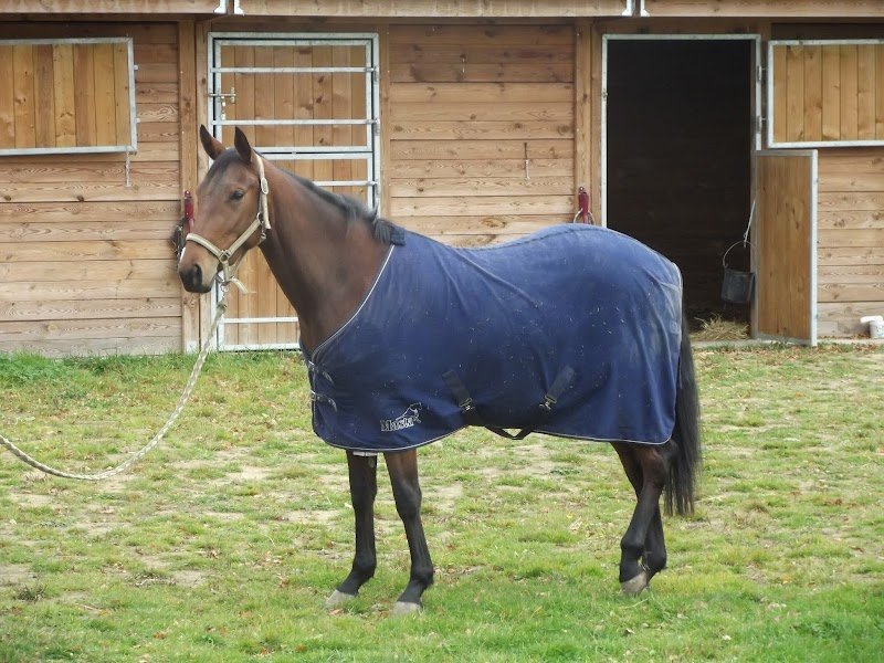 Ecurie Mauvise - photo 2