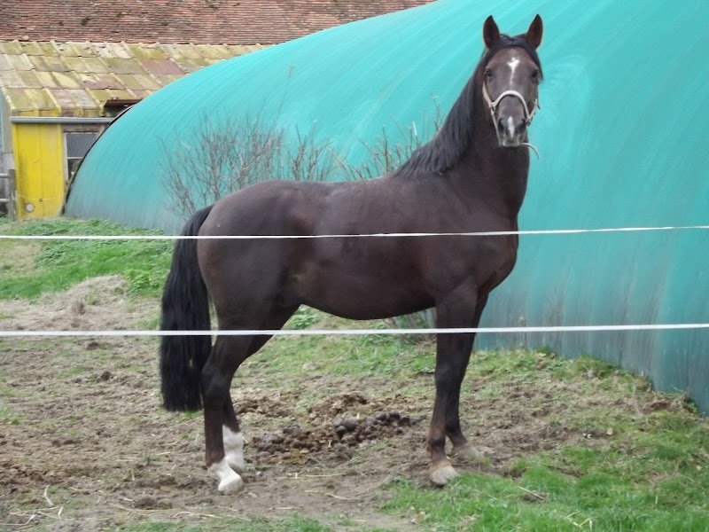 Ecurie Mauvise - photo 3