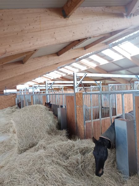 EARL Des Écuries de Chevannes - Bouchanville - photo 3