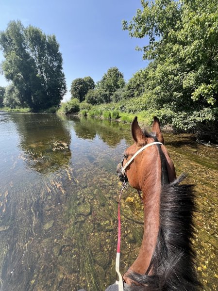 Écurie El Nassim - photo 3