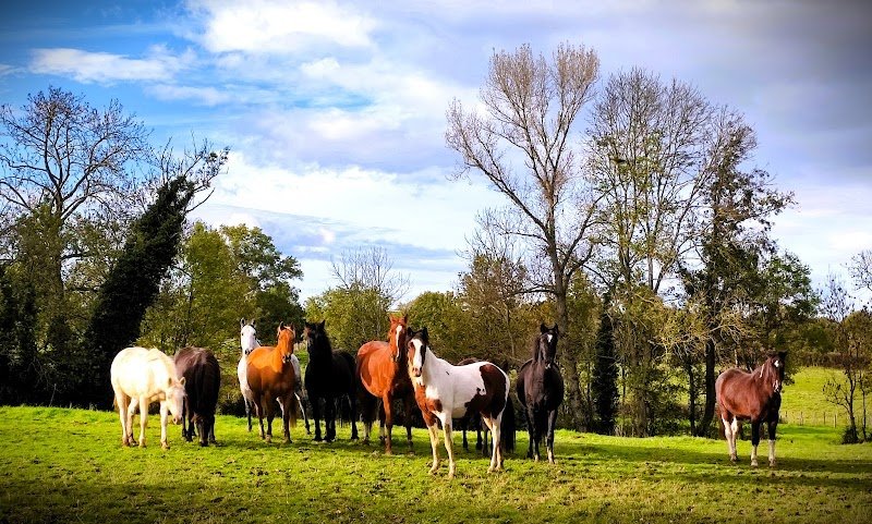 Ecurie de propriétaires de La Billonnière/ Pension chevaux/ Elevage - LOIRE 42- Lentigny/ Roanne