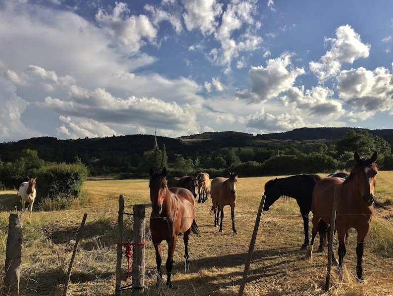 Ecurie de propriétaires de La Billonnière/ Pension chevaux/ Elevage - LOIRE 42- Lentigny/ Roanne - photo 2