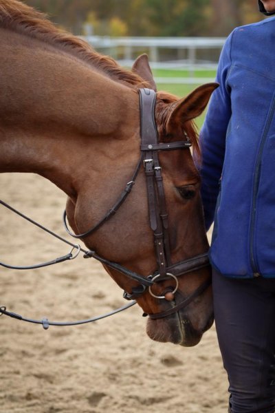 Pension Écurie des cimes - photo 1