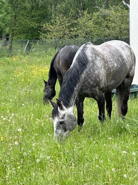 Pension Écurie des cimes - photo 2