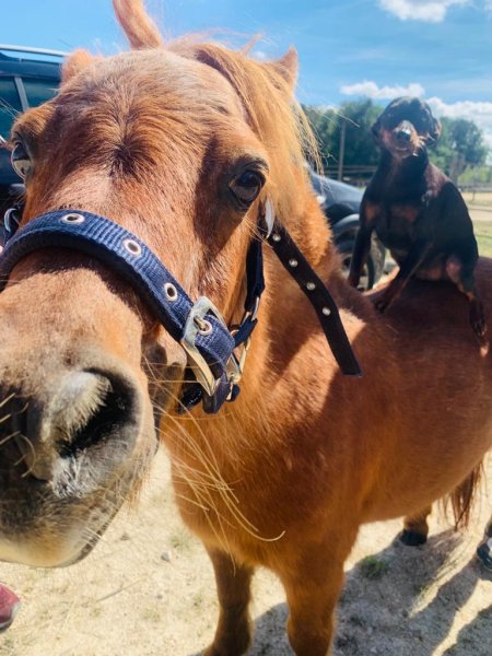 Les Écuries d’Urly pension pour chevaux - photo 2