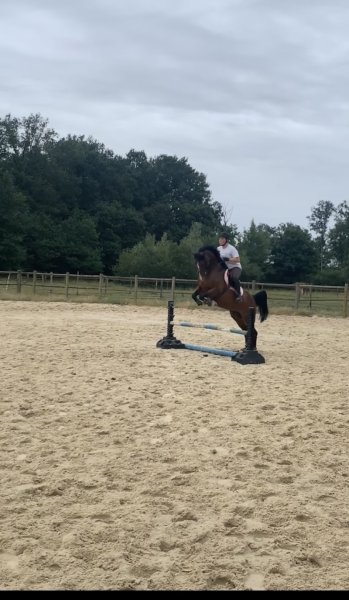 Les Écuries d’Urly pension pour chevaux - photo 3