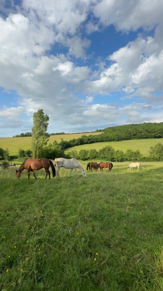 Écurie Gallo'Way - photo 3