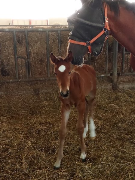 Ecurie de Candor - photo 2