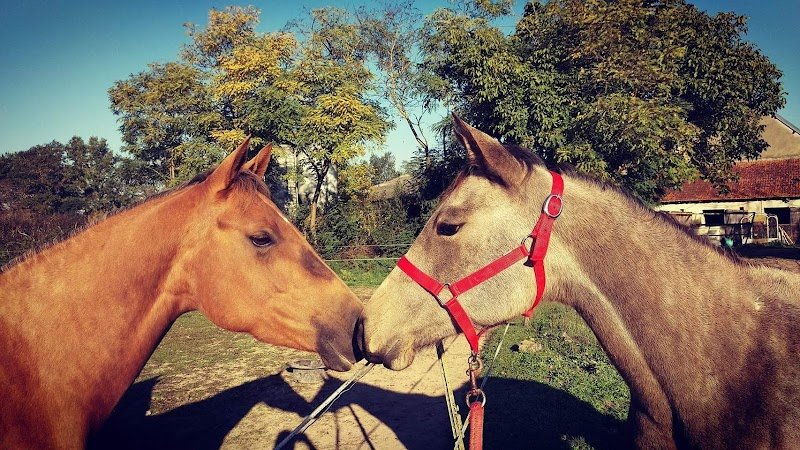 LPK dream horse - photo 1