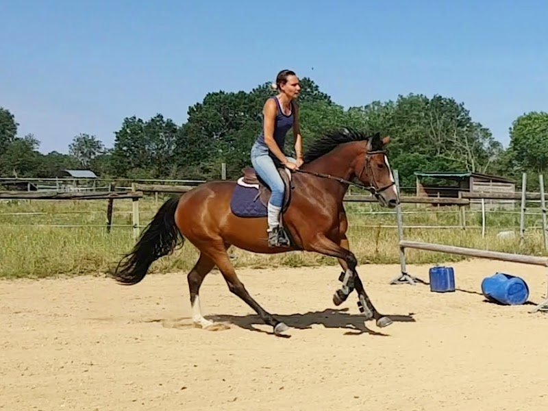 LPK dream horse - photo 2