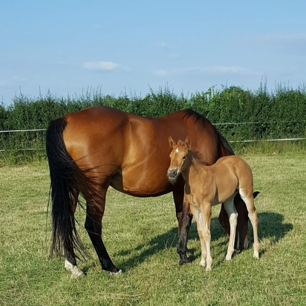 LPK dream horse - photo 3