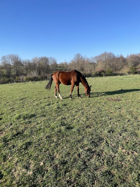 Les Écuries de Villevieille - photo 1