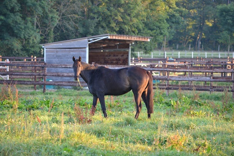 Haras de Sivola - photo 1