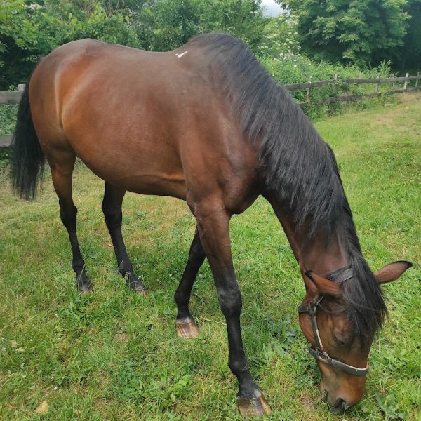 Haras de Sivola - photo 2