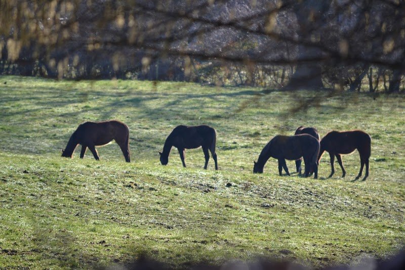 Haras de Sivola - photo 3