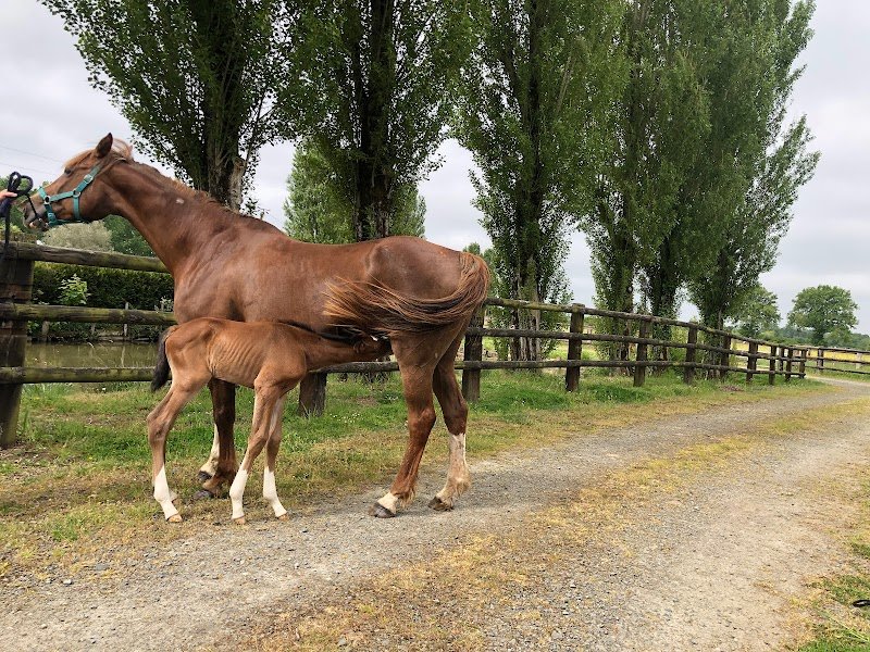 Écurie les Vaux - photo 2