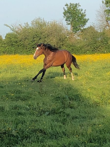 Écurie les Vaux - photo 3