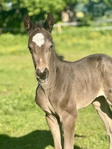 Haras des halliers - photo 3
