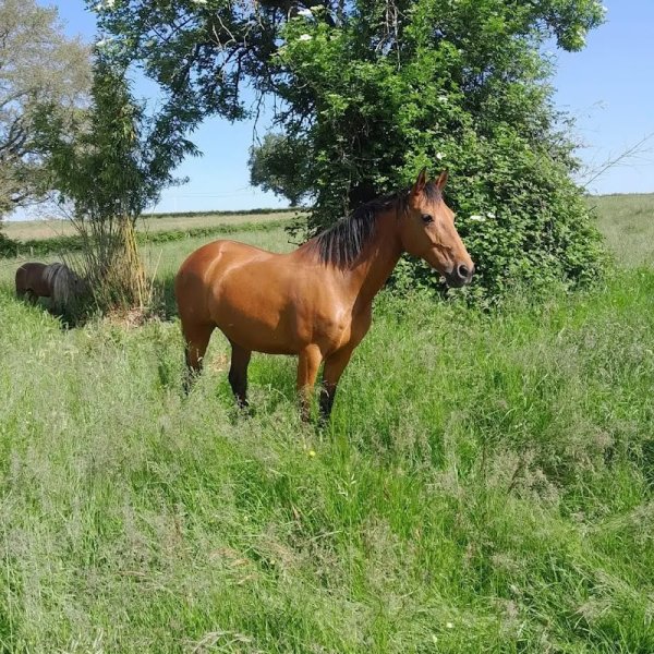 Les écuries Gyptis - photo 2