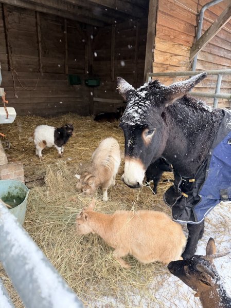 Earl ferme Equestre et Pédagogique du Haras de la prairie - photo 2