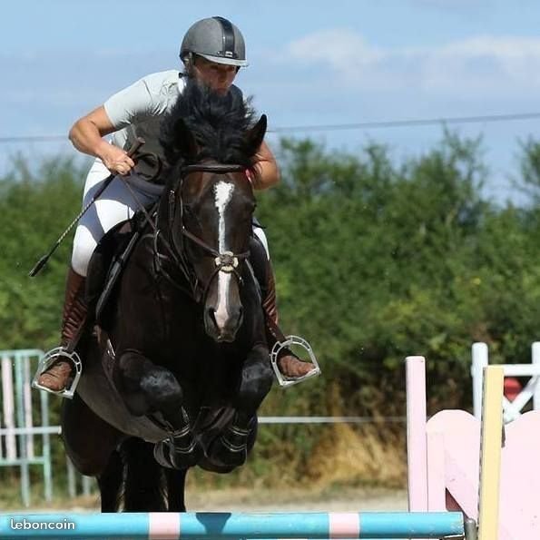 Ecurie de couronne - photo 1