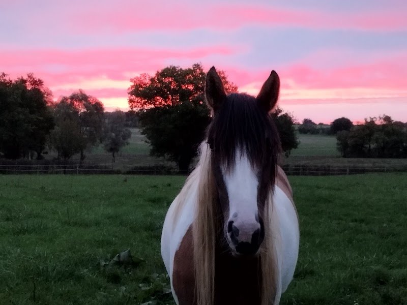 Écurie fleuriet - photo 2