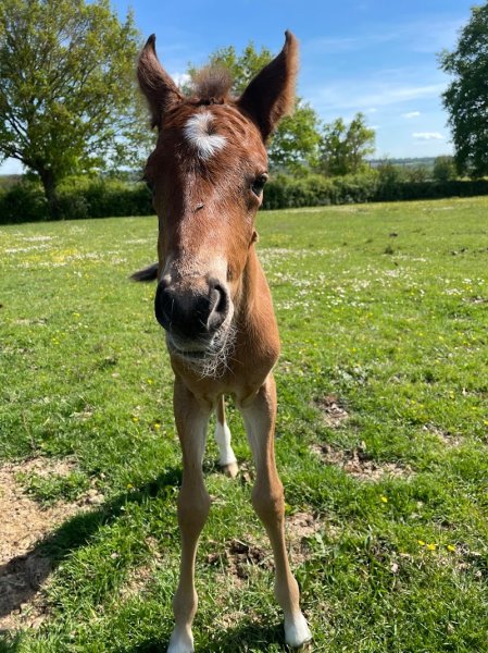 Centre Equestre Le Fleuriel EARL - photo 2