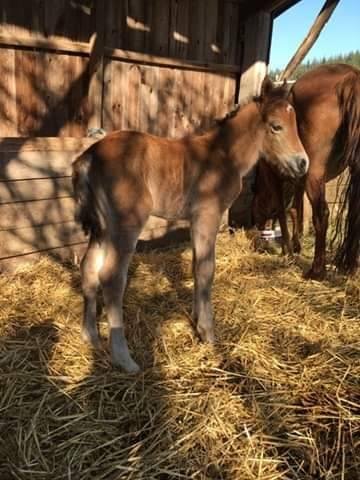 les Écuries de valoire - photo 1