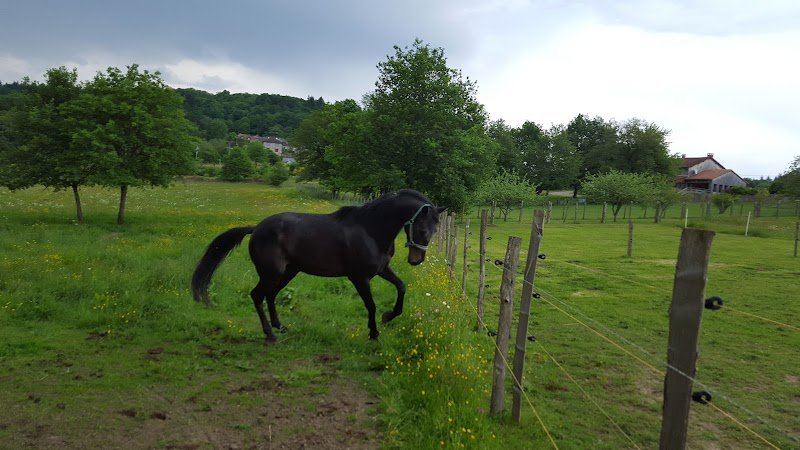 Écuries de Rêve : Pension et élevage de chevaux dans la Creuse en Nouvelle aquitaine - photo 2