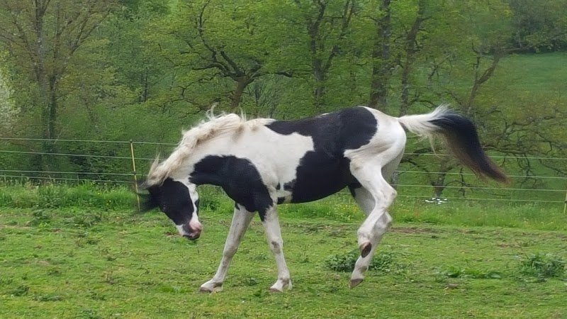 Écuries de Rêve : Pension et élevage de chevaux dans la Creuse en Nouvelle aquitaine - photo 3