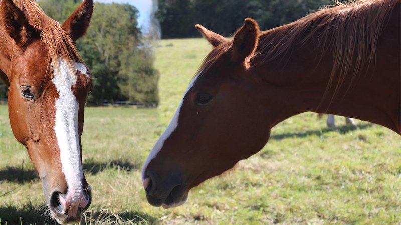 Ecurie de la Roche Volvic