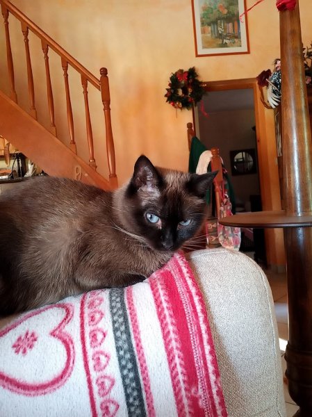 Pension - La boire de Pinots - photo 2