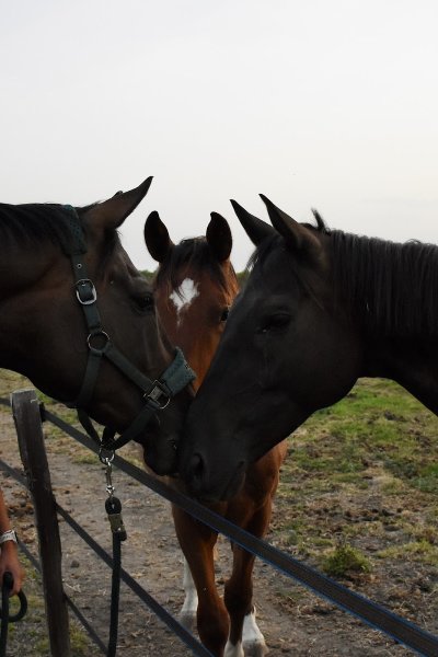 Écurie Laura Domaizon