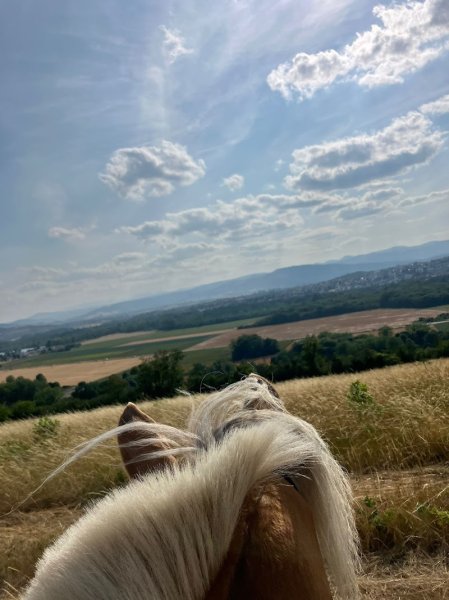 Ecurie de la monne - photo 1