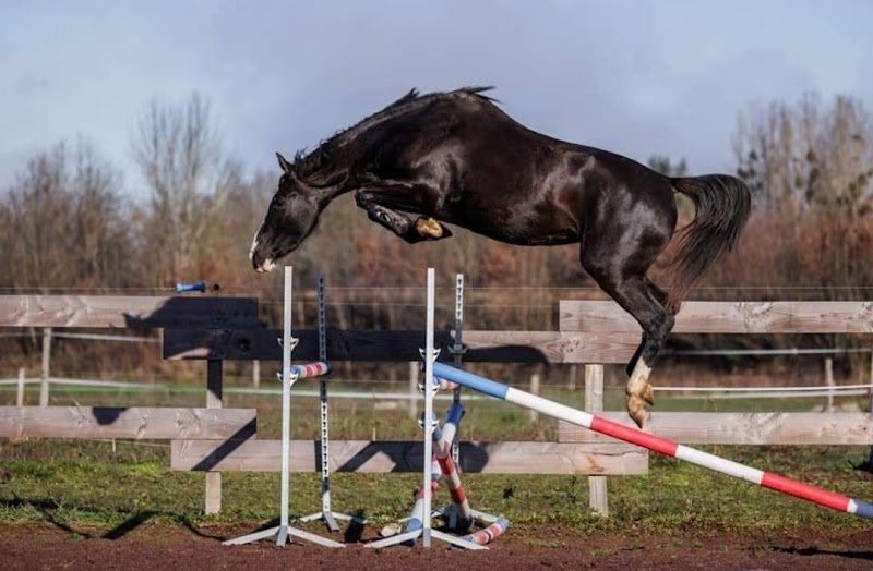 Elevage/Haras Du Petit Pont/Centre d'Insémination - photo 2