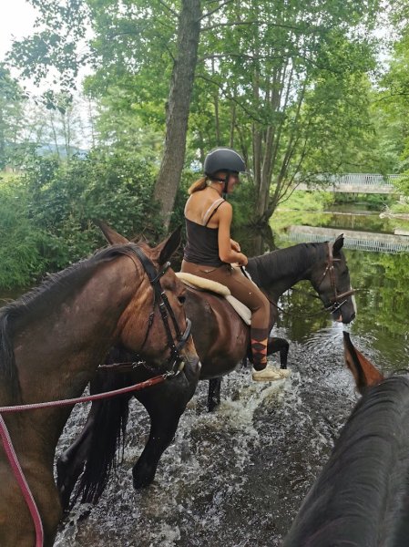 Elevage/Haras Du Petit Pont/Centre d'Insémination - photo 3