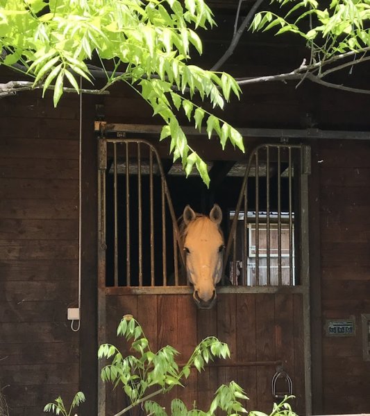 Ecurie de Faye - photo 3