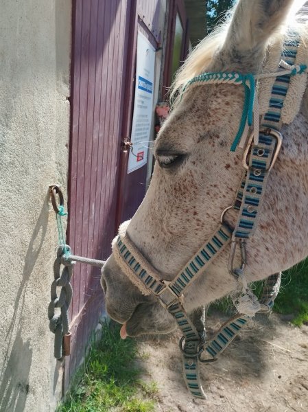 CENTRE DE TOURISME EQUESTRE LES VERTS - photo 3