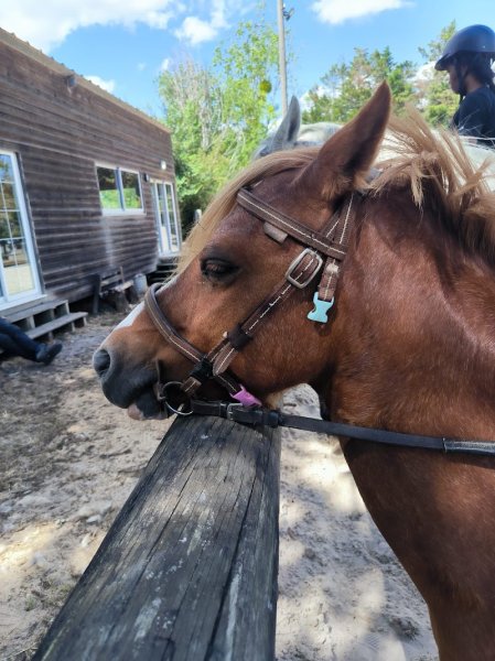Les Écuries Du Loup Bonnaudet Gaelle - photo 3