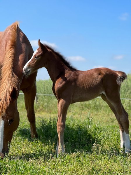 Écurie Caval D'allier - photo 2