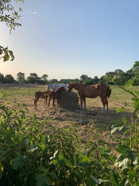 Écurie Caval D'allier - photo 3
