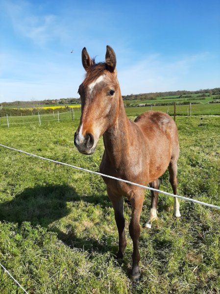 Haras de l'enfriotière - photo 2