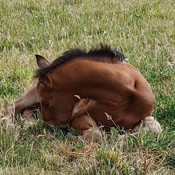 Haras de l'enfriotière - photo 3