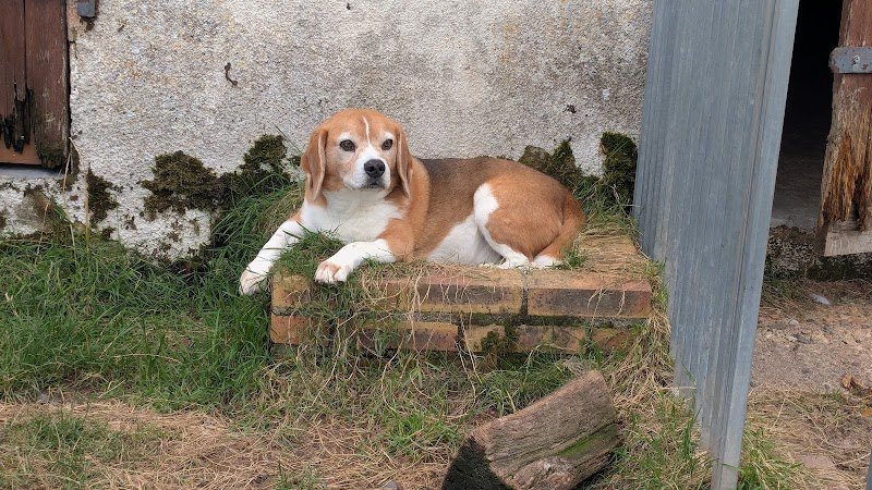 Pension Chez La Louve - photo 3